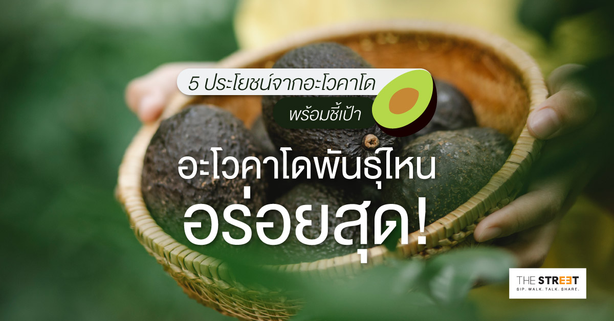 5-ประโยชน์จากอะโวคาโด-พร้อมชี้เป้าอะโวคาโดพันธ์ุไหนอร่อยสุด